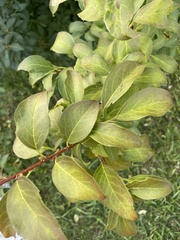 Ilex montana