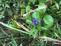Gentiana puberulenta