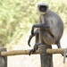 Langur Gris de Pies Negros - Photo (c) harshithjv, algunos derechos reservados (CC BY-NC), uploaded by harshithjv