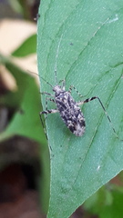 Phytocoris tiliae