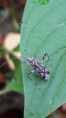 Phytocoris tiliae