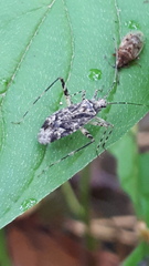 Phytocoris tiliae