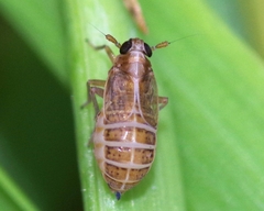 Delphacidae