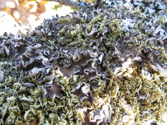 Peltigera collina