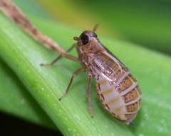 Delphacidae