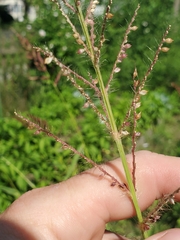 Eragrostis spectabilis