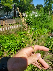 Eragrostis spectabilis