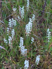 Spiranthes cernua