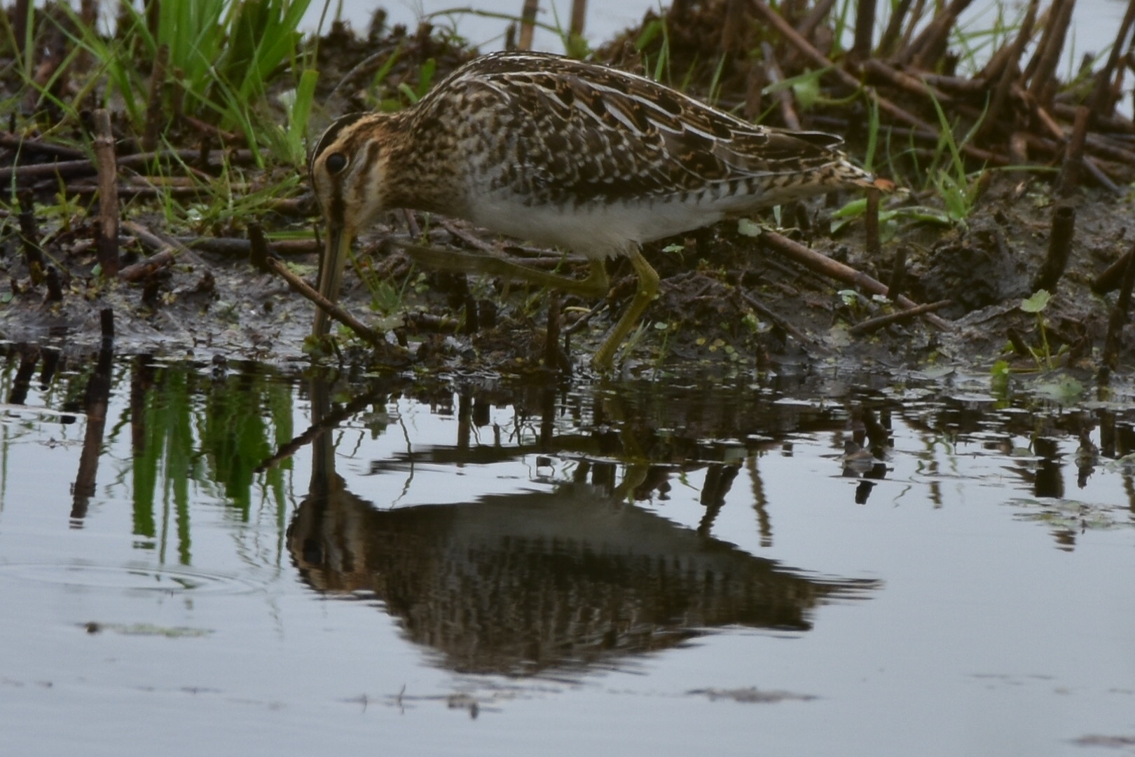Common Snipe