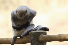 Semnopithecus hypoleucos