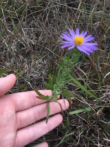 Symphyotrichum oblongifolium