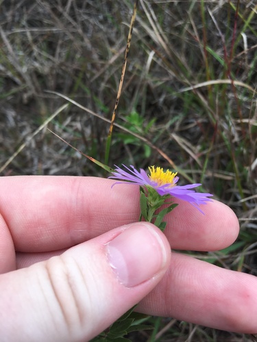 Symphyotrichum oblongifolium
