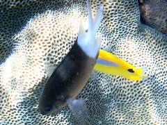 Chaetodon plebeius
