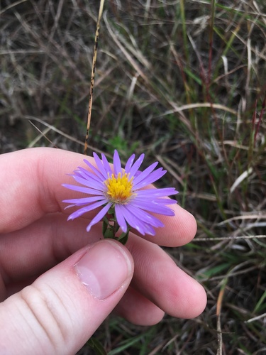 Symphyotrichum oblongifolium