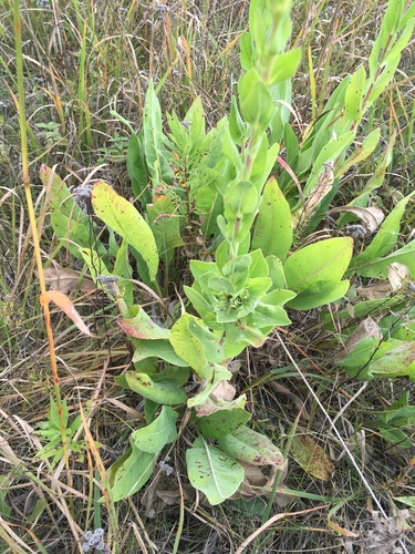 Solidago rigida