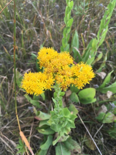 Solidago rigida