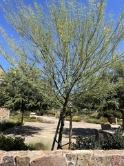 Parkinsonia