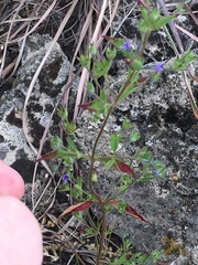 Trichostema brachiatum