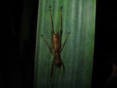 Listroscelidinae
