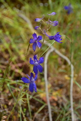 Delphinium nuttallianum