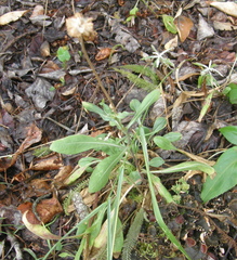 Gaillardia aristata