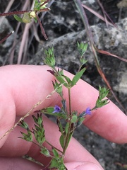 Trichostema brachiatum