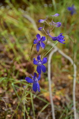 Delphinium nuttallianum