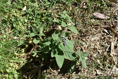 Heliotropium leiocarpum