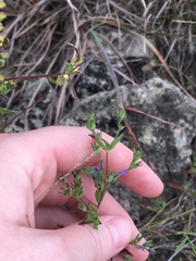 Trichostema brachiatum