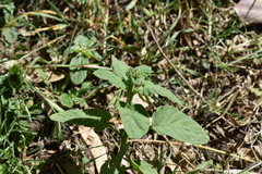 Heliotropium leiocarpum