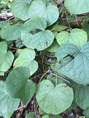 Menispermum canadense