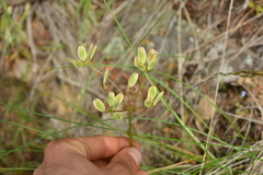 Lomatium