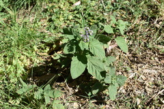 Heliotropium leiocarpum