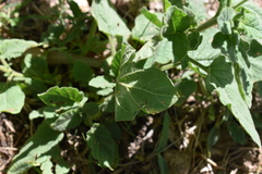 Heliotropium leiocarpum