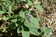 Heliotropium leiocarpum