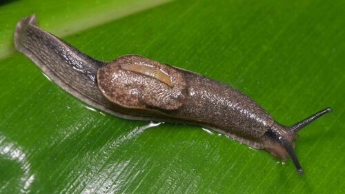 Yellow-shelled semi-slug
