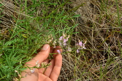 Astragalus miser