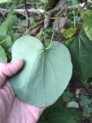 Menispermum canadense