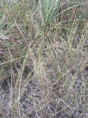 Muhlenbergia cuspidata
