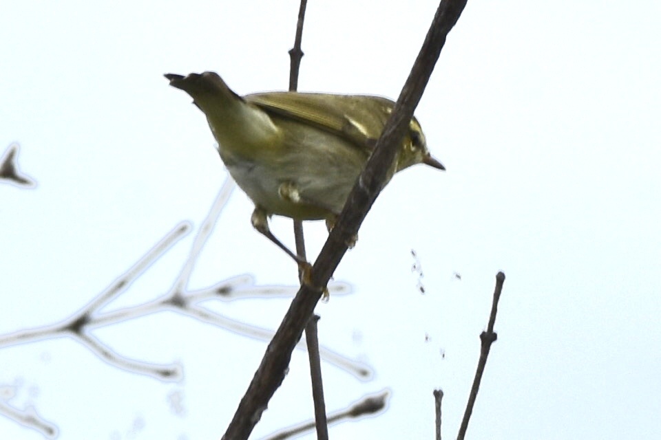 Yellow-browed Warbler