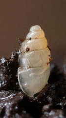 Carychium