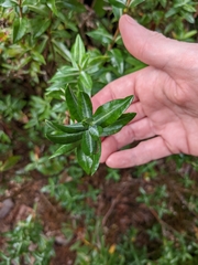 Kalmia microphylla
