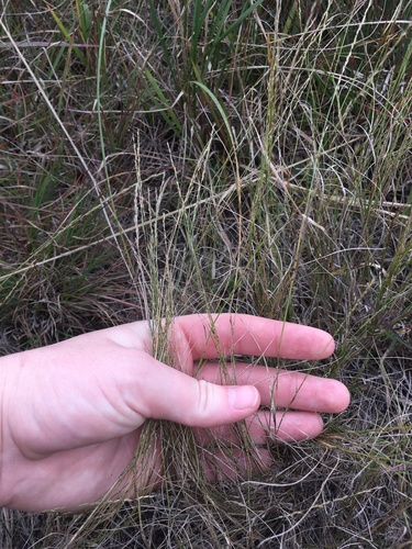 plains muhly (Muhlenbergia cuspidata)