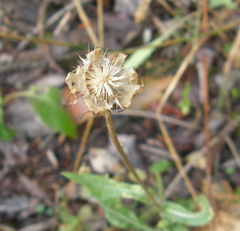 Gaillardia aristata