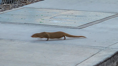 Urva auropunctata