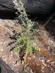 Cirsium vulgare