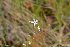 Lithophragma