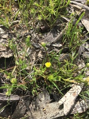 Brachyscome perpusilla