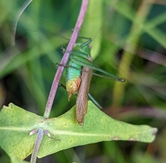 Conocephalus brevipennis