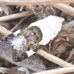 Acontia lucida